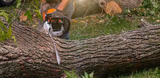 Professional Tree Care  in Haliimaile, HI